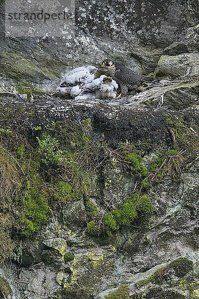 Wanderfalke (Falco peregrinus)  Weibchen beim füttern seiner Jungen in einem mit Flechten und Moos bewachsenen Felsenhorst  Schwarzwald  Baden-Württemberg  Deutschland  Europa