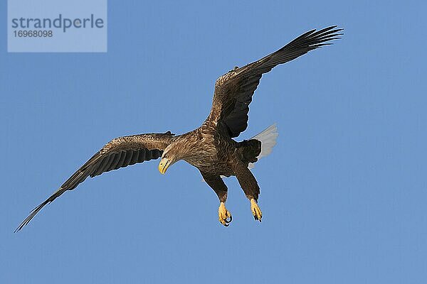 Seeadler (Haliaeetus albicilla) im Landeanflug  Akan Crane Center  Kushiro  Hokkaido  Japan  Asien