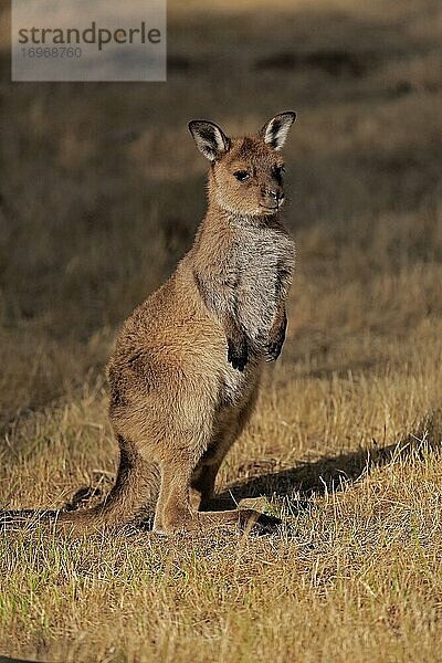 Kangaroo Island Känguru (Macropus fuliginosus fuliginosus)  Jungtier  wachsam  Kangaroo Island  South Australia  Australien  Ozeanien