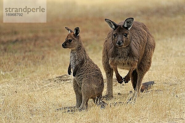 Kangaroo Island Känguru (Macropus fuliginosus fuliginosus)  Muttertier mit Jungtier  Sozialverhalten  Kangaroo Island  South Australia  Australien  Ozeanien