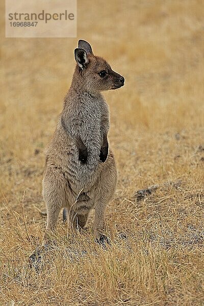 Kangaroo Island Känguru (Macropus fuliginosus fuliginosus)  Jungtier  wachsam  Kangaroo Island  South Australia  Australien  Ozeanien