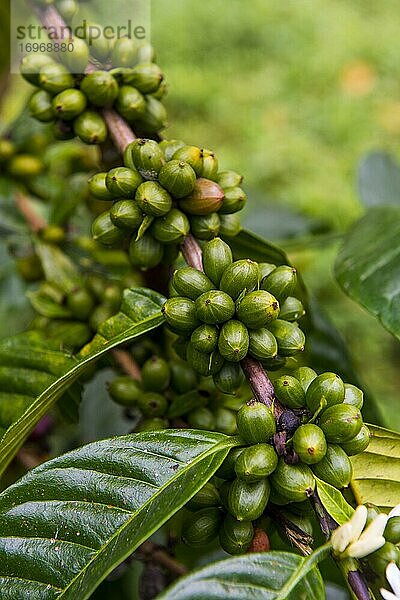 Nahaufnahme von Kaffeebohnen (Rötegewächs) auf einer Kaffeeplantage im Dschungel von Sao Tome  Sao Tome und Principe  Atlantischer Ozean