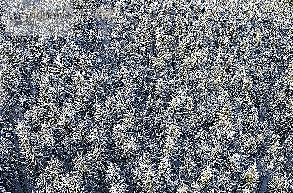 Schneebedeckter Fichtenwald (Picea) von oben  Drohnenaufnahme  Mondseeland  Salzkammergut  Oberösterreich  Österreich  Europa