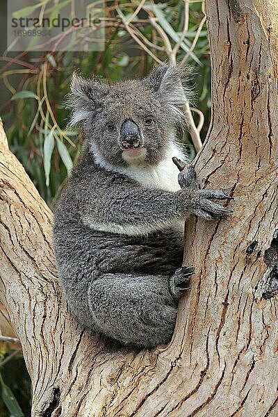 Koala (Phascolarctos cinereus)  adult  sitzt in Astgabel  Kangaroo Island Wildlife Park  Parndana  Kangaroo Island  South Australia  Australien  Ozeanien
