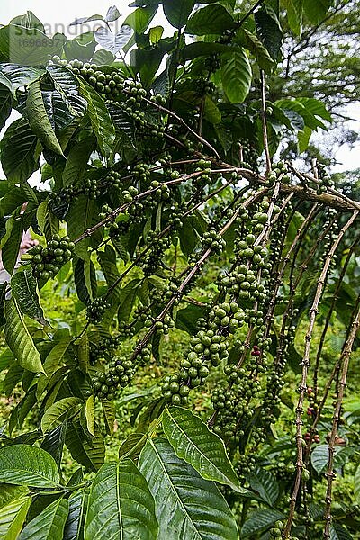 Nahaufnahme von Kaffeebohnen (Rötegewächs) auf einer Kaffeeplantage im Dschungel von Sao Tome  Sao Tome und Principe  Atlantischer Ozean