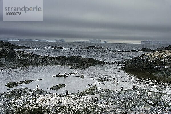 Langschwanz-Eselspinguine (Pygoscelis papua)  Gourdin-Insel  Antarktis  Antarktika