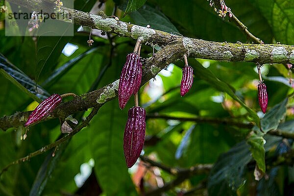 Junge Kakaobohnen  auch Kakaobohnen (Theobroma cacao)  Plantage Roca Monte Cafe  Sao Tome  Sao Tome und Principe  Atlantik