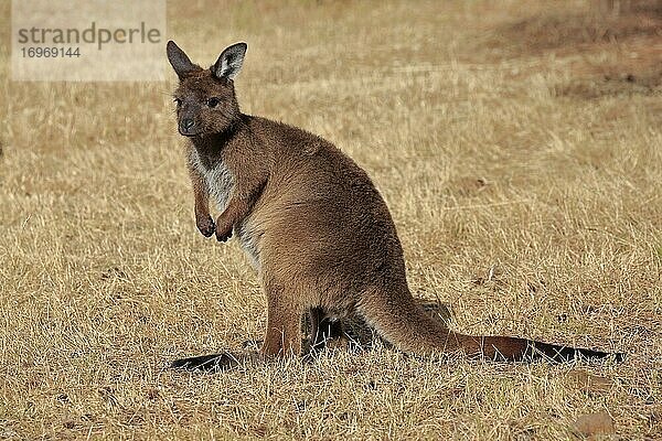 Kangaroo Island Känguru (Macropus fuliginosus fuliginosus)  Jungtier  wachsam  Kangaroo Island  South Australia  Australien  Ozeanien