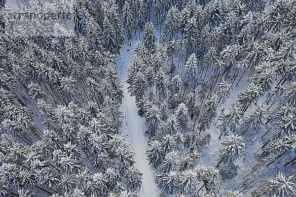 Schneebedeckter Fichtenwald (Picea) mit Forststraße von oben  Drohnenaufnahme  Mondseeland  Salzkammergut  Oberösterreich  Österreich  Europa