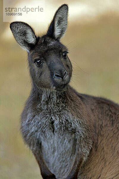 Kangaroo Island Känguru (Macropus fuliginosus fuliginosus)  adult  Portrait  Kangaroo Island  South Australia  Australien  Ozeanien