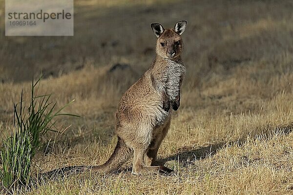 Kangaroo Island Känguru (Macropus fuliginosus fuliginosus)  Jungtier  wachsam  Kangaroo Island  South Australia  Australien  Ozeanien