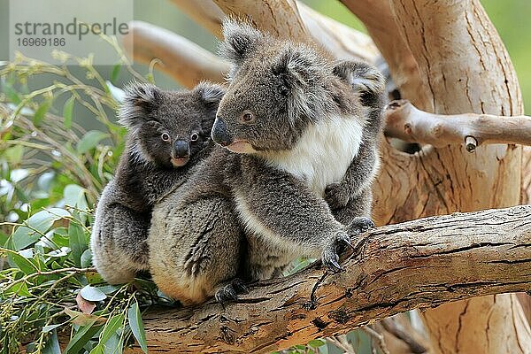 Koalas (Phascolarctos cinereus)  Muttertier mit Jungtier sitzen auf Baum  Sozialverhalten  Parndana  Kangaroo Island  South Australia  Australien  Ozeanien