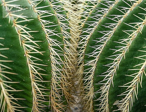 Schwiegermutterstuhl (Echinocactus grusonii) oder Goldkugelkaktus  Kaktus  Stacheln  Detailaufnahme  Botanischer Garten  Dahlem  Berlin  Deutschland  Europa