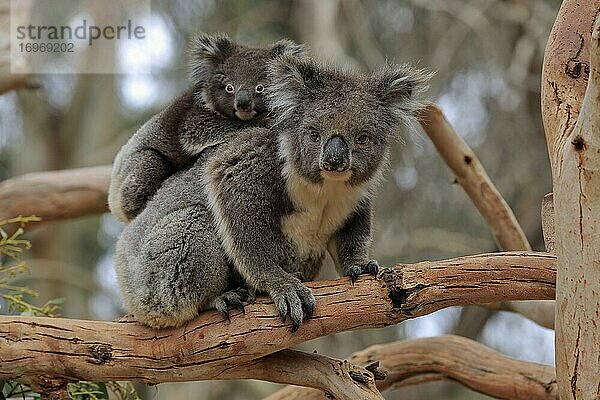 Koalas (Phascolarctos cinereus)  Muttertier mit Jungtier auf dem Rücken sitzen auf Baum  Sozialverhalten  Parndana  Kangaroo Island  South Australia  Australien  Ozeanien