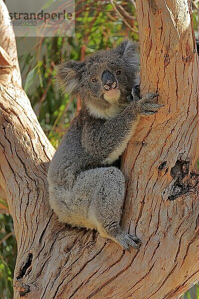 Koala (Phascolarctos cinereus)  adult  sitzt in Astgabel  Kangaroo Island Wildlife Park  Parndana  Kangaroo Island  South Australia  Australien  Ozeanien