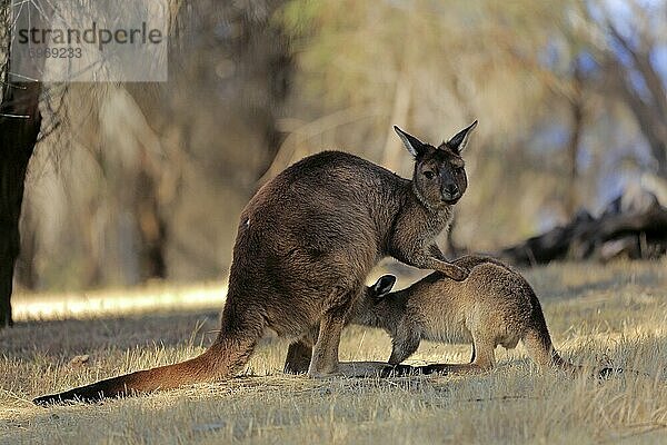 Kangaroo Island Känguru (Macropus fuliginosus fuliginosus)  Muttertier mit Jungtier  Joey  Sozialverhalten  säugend  Kangaroo Island  South Australia  Australien  Ozeanien