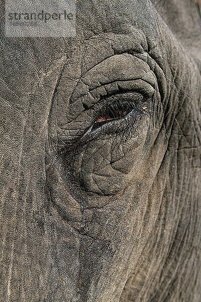 Nahaufnahme eines Asiatischen Elefanten (Elephas maximus)  Unesco Weltkulturerbe  Kaziranga National Park  Assam  Indien  Asien