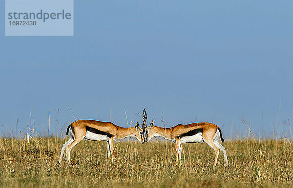 Impala-Brüder auf afrikanischen Feldern