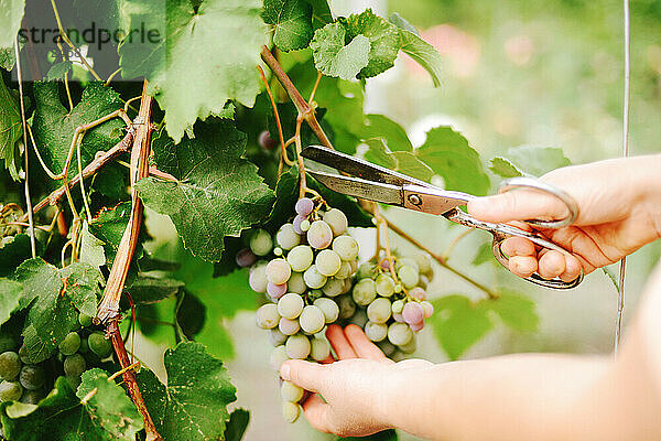 Eine Frau pflückt Weintrauben