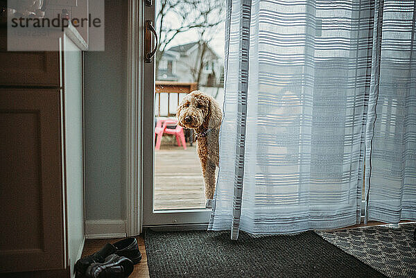 Goldendoodle Hund schaut durch große Glastür nach draußen