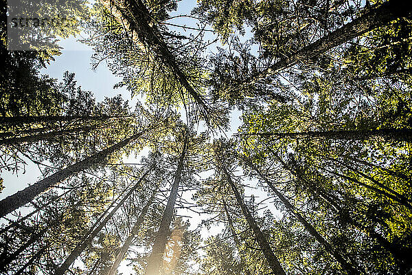 Blick in einem Kiefernwald in den Himmel Appalachian Trail Maine