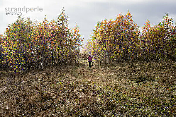 Landschaft mit erwachsener Frau beim Wandern unter gelb belaubten Birken
