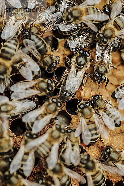 Die Bienenkönigin in einer Honigwabe