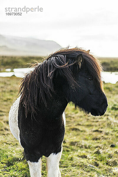 Islandpferde auf einem Feld bei Akranes