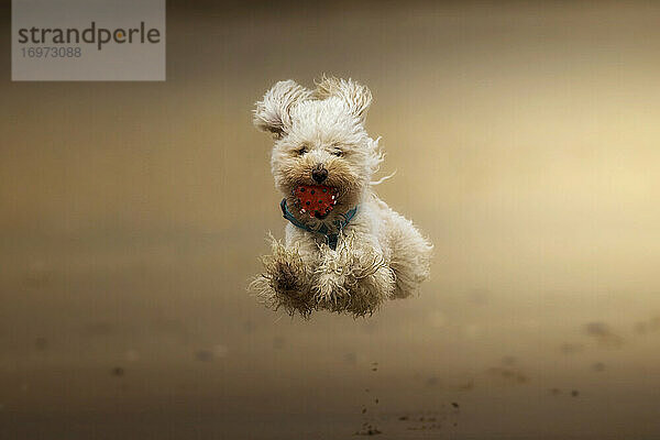 Glücklicher Hund  der mit einem Ball im Maul am Strand herumspringt.