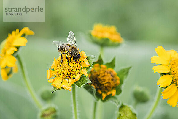 Eine Blume mit einer Biene und Unschärfe im Hintergrund