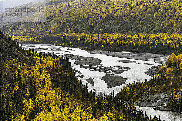 Gelbe Birken mit verzweigtem Fluss im Herbst in Alaska