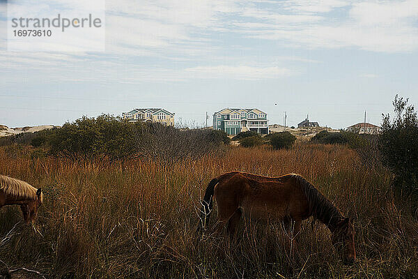 Zwei Wildpferde  die sich in den Dünen der Outer Banks NC räkeln