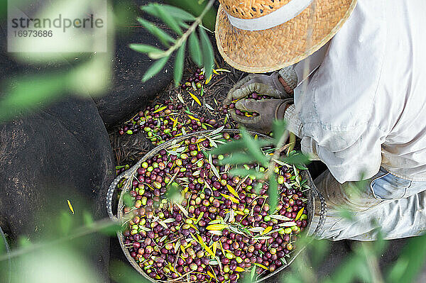 Draufsicht auf einen Bauern mit Strohhut  der auf dem Lande Oliven in einen Eimer legt.