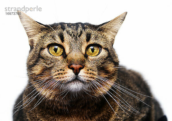 Porträt einer älteren getigerten Katze mit gelben Augen