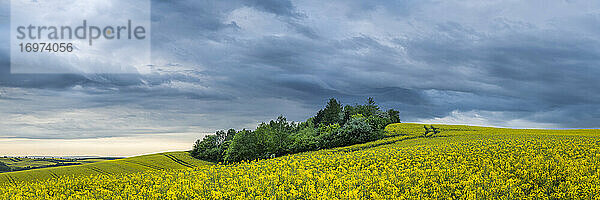 Panoramablick auf Bäume inmitten von Rapsfeldern bei Kyjov mit dramatischem Himmel  Bezirk Hodonin  Südmährische Region  Mähren  Tschechische Republik