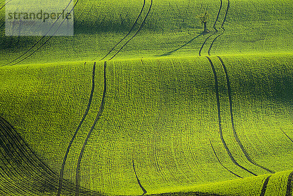 Landschaftliche Ansicht der hügeligen Felder bei Kyjov bei Sonnenaufgang  Bezirk Hodonin  Südmährische Region  Mähren  Tschechische Republik