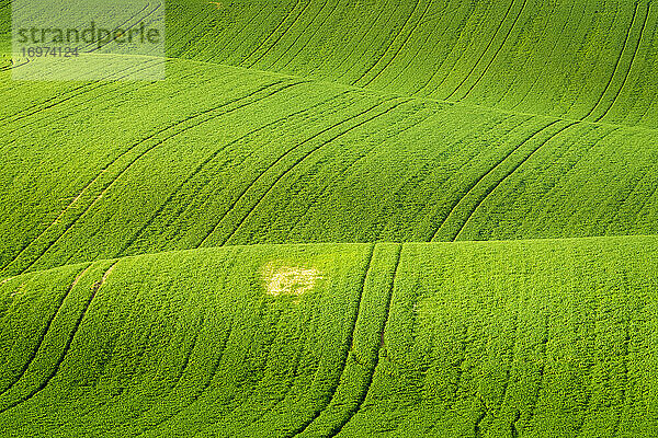 Idyllische Aussicht auf hügelige Felder in der Nähe von Kyjov  Bezirk Hodonin  Südmährische Region  Mähren  Tschechische Republik