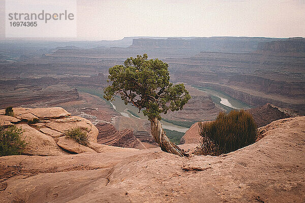 Einsamer Baum mit Blick auf Dead Horse Point in Utah