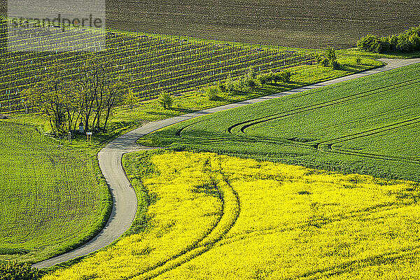 Idyllischer Blick auf eine kurvenreiche Straße inmitten landwirtschaftlicher Felder in der Nähe von Kyjov  Bezirk Hodonin  Südmährische Region  Mähren  Tschechische Republik