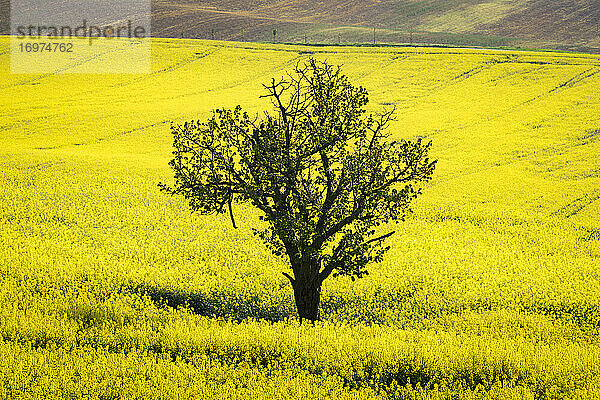 Blick auf einen einsamen Baum inmitten von Rapsfeldern in der Nähe von Kyjov  Bezirk Hodonin  Südmährische Region  Mähren  Tschechische Republik