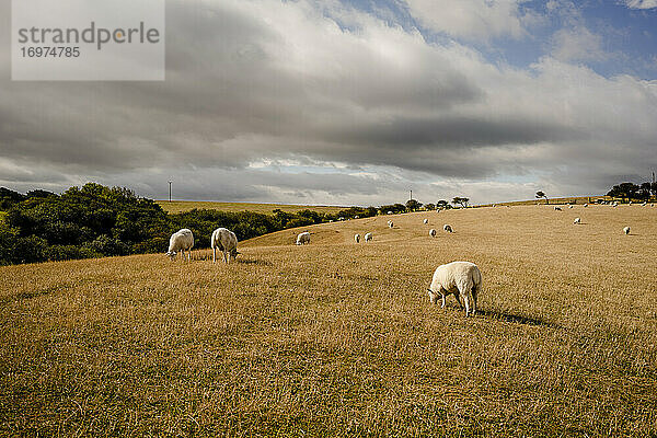 Schafe grasen in der englischen Landschaft bei Whitby