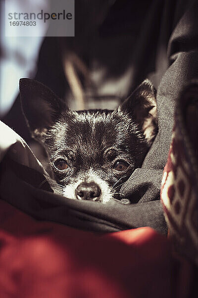 Kleiner schwarzer niedlicher Chihuahua-Hund kuschelt sich im warmen Mantel in die Sonne