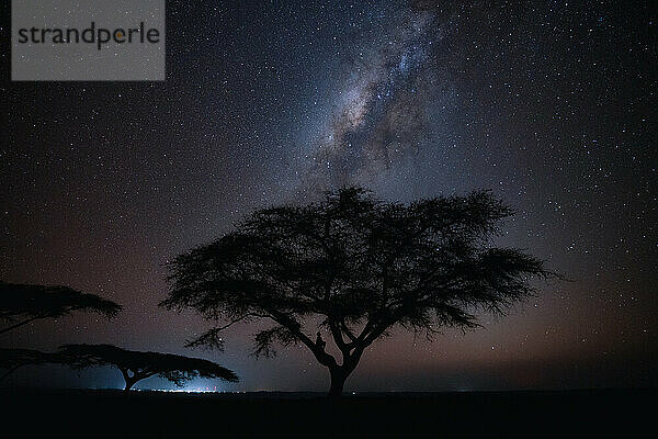 Einsamer Baum in einer sternenklaren afrikanischen Nacht