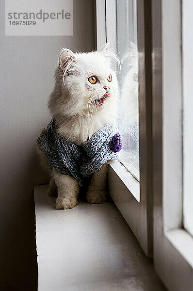 Katze mit Pullover im Fenster leckend