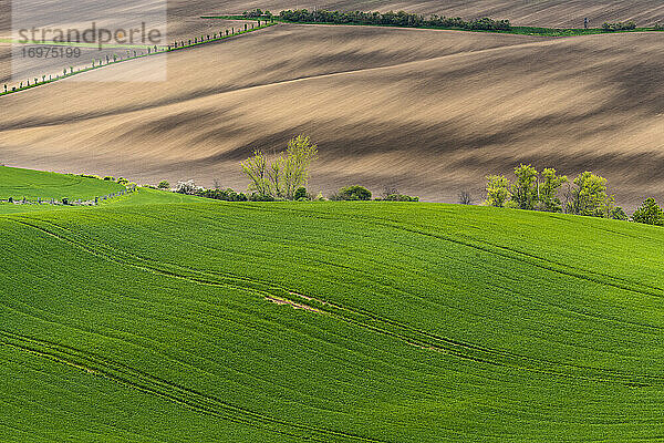 Idyllischer Blick auf Bäume inmitten hügeliger Felder bei Kyjov  Bezirk Hodonin  Region Südmähren  Mähren  Tschechische Republik