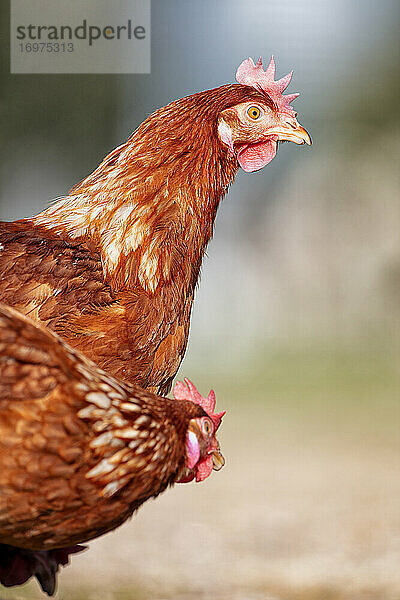 Freilaufende Hühner im Freien und beim Fressen. Fabrik für frische Eier.