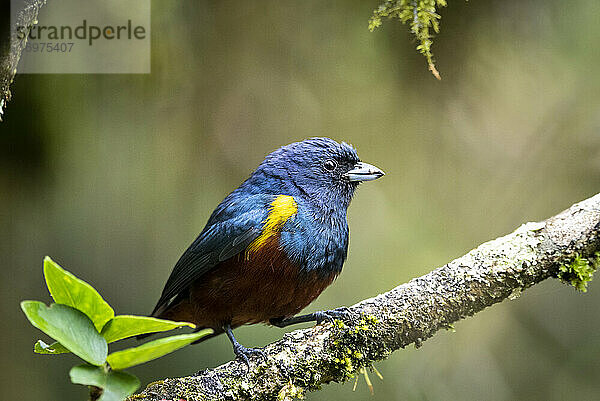 Schöner bunter tropischer Vogel auf Ast im grünen Regenwald