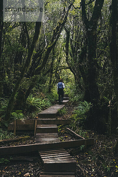 Junge Frau  die auf einem Holzpfad im Regenwald zum Mount Taranaki  Neuseeland  wandert