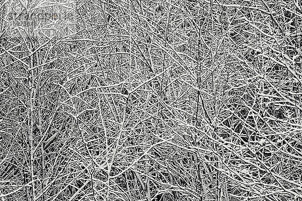 Abstraktes Schwarzweißbild eines schneebedeckten Gewirrs von Zweigen  Maine