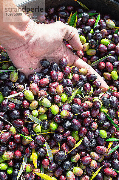 Hand mit einer Handvoll verschiedenfarbiger Oliven. Olivenernte.